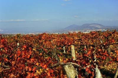 Szőlőültetvény Eger határában-stock-foto