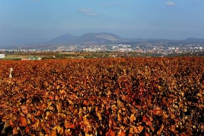 Szőlőültetvény Eger határában-stock-foto