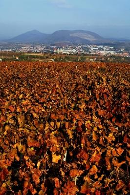 Szőlőültetvény Eger határában-stock-foto