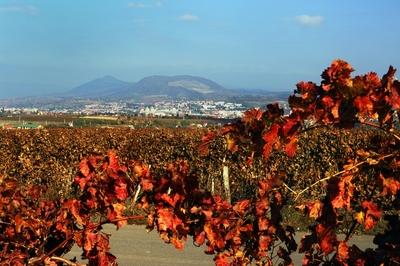 Szőlőültetvény Eger határában-stock-foto
