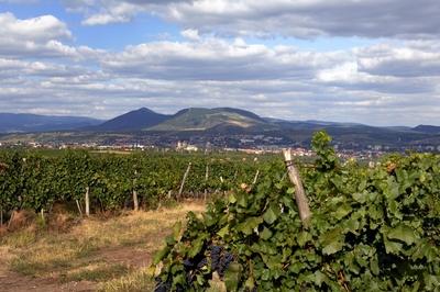 Szőlőültetvény Eger határában-stock-foto