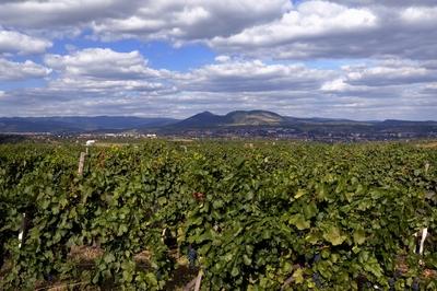 Szőlőültetvény Eger határában-stock-foto