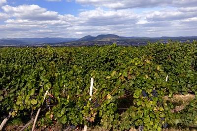 Szőlőültetvény Eger határában-stock-foto