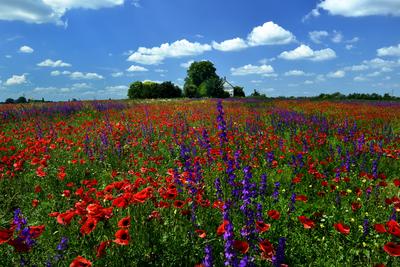 Alföldi tanyavilág-stock-foto