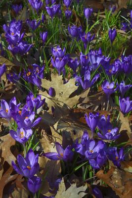 Kámoni Arborétum és Ökoturisztikai Központ-stock-foto
