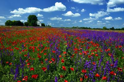 Alföldi tanyavilág-stock-foto