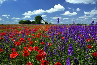 Alföldi tanyavilág-stock-foto