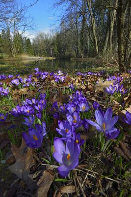 Kámoni Arborétum és Ökoturisztikai Központ-stock-foto