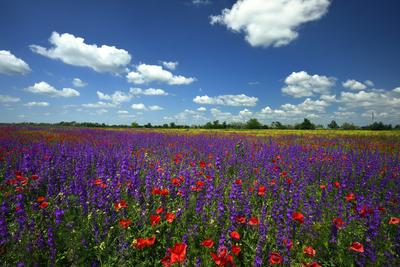 Alföldi tanyavilág-stock-foto