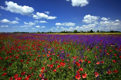 Alföldi tanyavilág-stock-foto