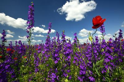 Alföldi tanyavilág-stock-foto