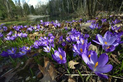 Kámoni Arborétum és Ökoturisztikai Központ-stock-foto
