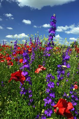 Alföldi tanyavilág-stock-foto
