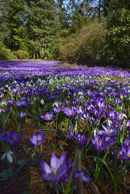 Kámoni Arborétum és Ökoturisztikai Központ-stock-foto