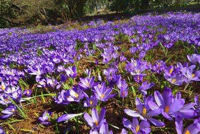 Kámoni Arborétum és Ökoturisztikai Központ-stock-foto