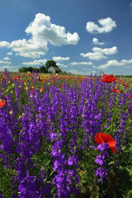 Alföldi tanyavilág-stock-foto
