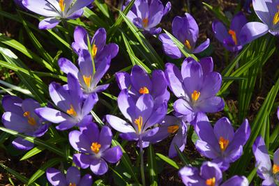 Kámoni Arborétum és Ökoturisztikai Központ-stock-foto