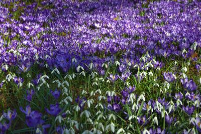 Kámoni Arborétum és Ökoturisztikai Központ-stock-foto