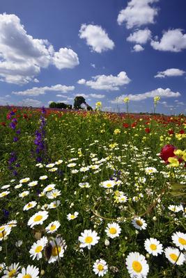 Alföldi tanyavilág-stock-foto