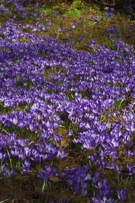 Kámoni Arborétum és Ökoturisztikai Központ-stock-foto