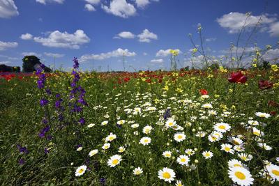 Alföldi tanyavilág-stock-foto