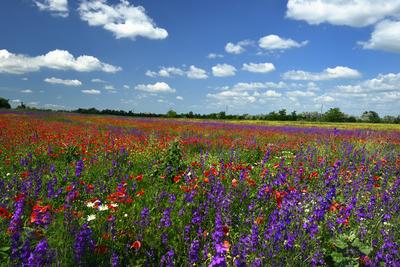 Alföldi tanyavilág-stock-foto