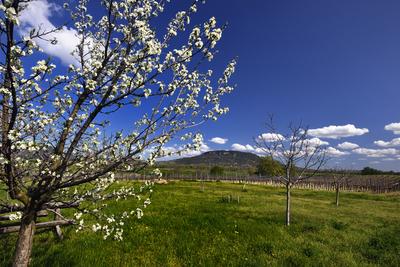 Balaton-felvidék-stock-foto