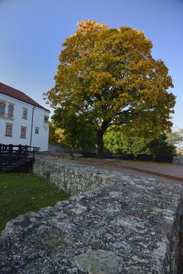 Sárospatak-stock-foto