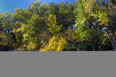 Tőserdő-stock-foto