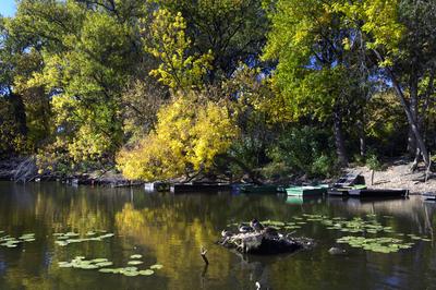 Tőserdő-stock-foto