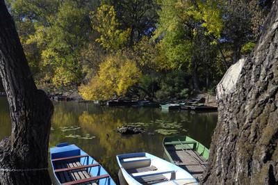 Tőserdő-stock-foto
