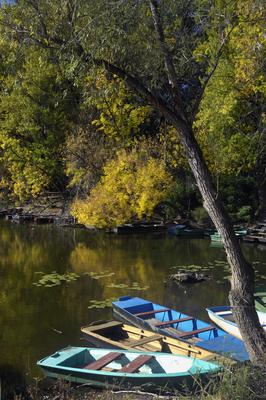 Tőserdő-stock-foto