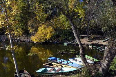 Tőserdő-stock-foto