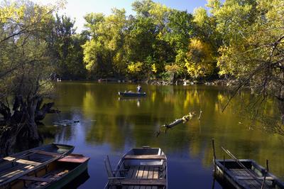 Tőserdő-stock-foto