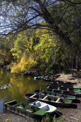 Tőserdő-stock-foto