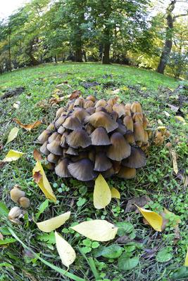 Vácrátót-stock-foto