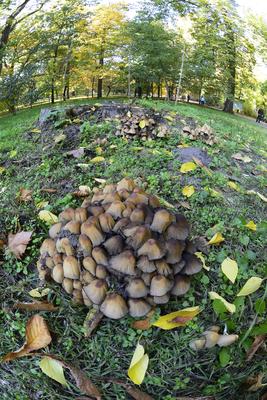 Vácrátót-stock-foto