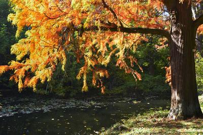 Vácrátót-stock-foto