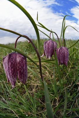 Mocsári kockásliliom-stock-foto