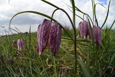 Mocsári kockásliliom-stock-foto