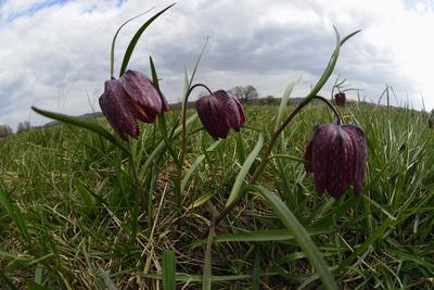 Mocsári kockásliliom-stock-foto