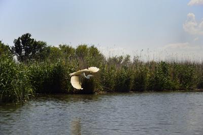Tisza-tó-stock-foto