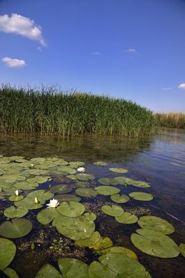 Tisza-tó-stock-foto