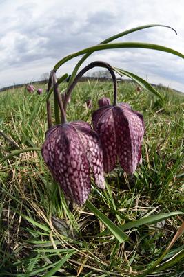 Mocsári kockásliliom-stock-foto