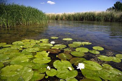 Tisza-tó-stock-foto