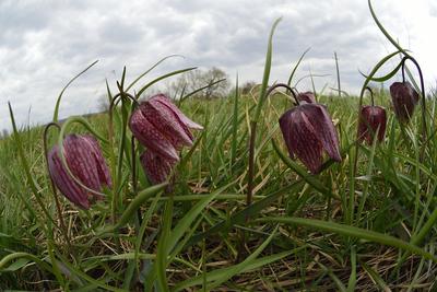 Mocsári kockásliliom-stock-foto