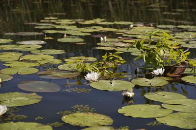 Tisza-tó-stock-foto