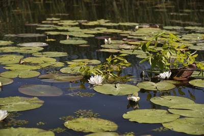 Tisza-tó-stock-photo