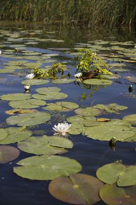 Tisza-tó-stock-foto