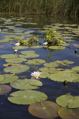 Tisza-tó-stock-photo